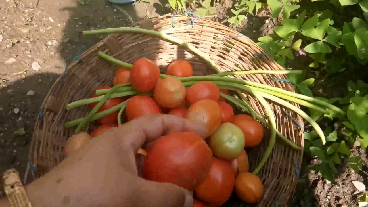 How to grow organic vegetables at home YouTube