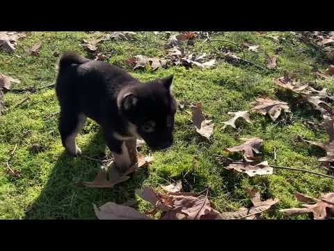Maggie See Her Video Inside Shiba Inu Puppy For Sale In