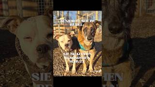 Alte Hunde sind ein Geschenk, aber auch eine Verantwortung. #hundeverhalten #hundeverstehen