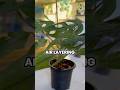 Air Layering My Adansonii (Works Every Time) 🌱