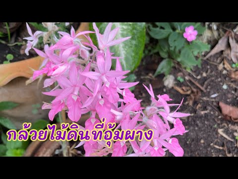 Shorts|กล้วยไม้ดินที่อุ้มผาง ที่ตูกะสูรีสอร์ท