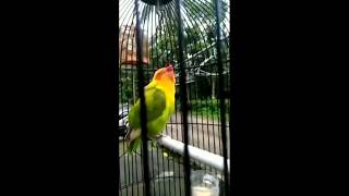 Lovebird ngekek merem melek