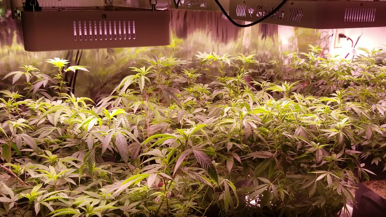 Apelila 8000 watt led grow day 1