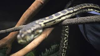 Famous REALLY close up footage of Frank the # Southwest Carpet Python  - especially around 1 minute mark Net Worth