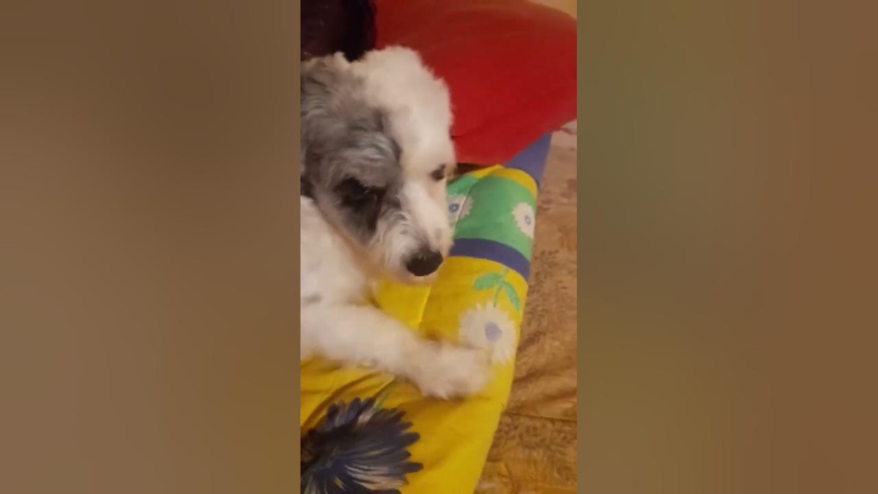 sibel Baysal tekdıs çay şeker kele paça sakadat - YouTube