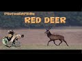 Photographing red deer from a hide