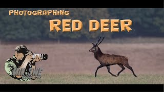 Photographing red deer from a hide