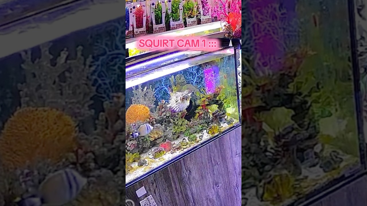 A long stretch caught on Squirt Cam!! 