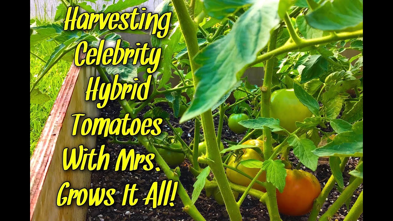 Harvesting Celebrity Hybrid Tomatoes And Organic Cucumbers With Mrs