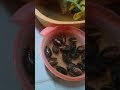 punya pet kerang,dan kakak ku membuat kue☺