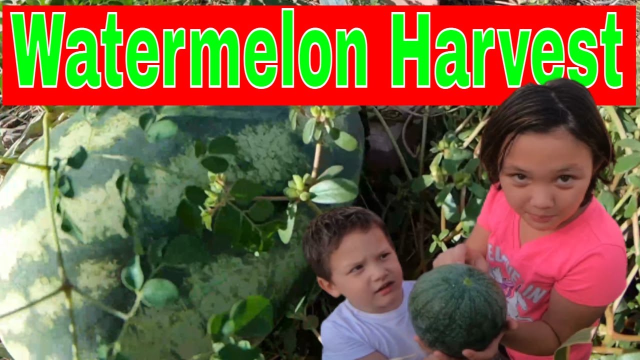 Final Harvesting Watermelon from the Summer Season in our  Garden ~ Bee13Bux