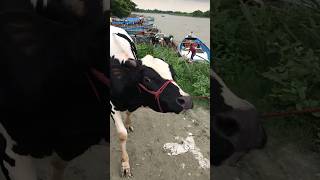 cow unloading, cow videos, cow video, big cow, goru hamba cow, Ep -80 #cowvideos #cow #bigcow #bull