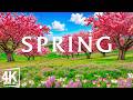 Spring Flower 4K Aerial Film 🌸 A World Painted in Petals and Relaxing Piano for Tranquil Vibes