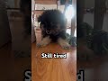 Still Tired 😴🐾 Bambi the Finnish Lapphund Goes Back to Sleep #dog #puppy #dogshorts #pets #cute