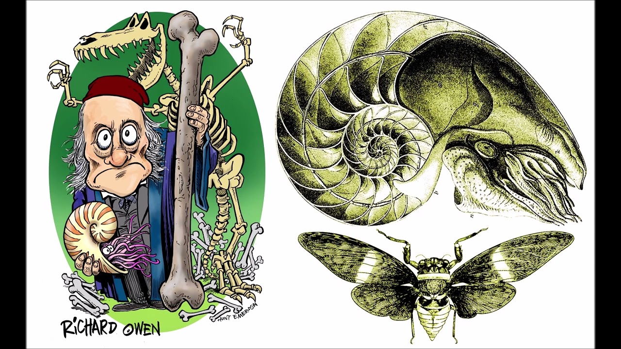 Primal Patterns in Nature - Dr. Michael Denton