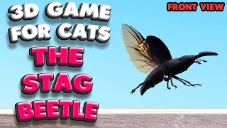3D game for cats | The Stag Beetle (front view) | 4K, 60 fps, stereo sound screenshot 2