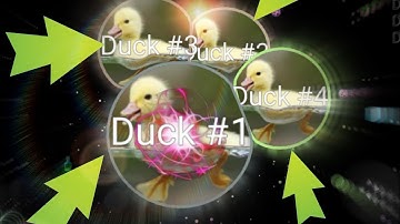 NEBULOUS | DUCKS TAKEOVER | 7+ DUCKS & SPLIT RUNNING