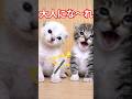 保護したての子猫に魔法をかけてみるよ #youtube猫動画 #cat #kitten #子ネコ