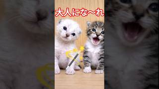 保護したての子猫に魔法をかけてみるよ #youtube猫動画 #cat #kitten #子ネコ