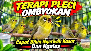 TERAPI PLECI OMBYOKAN JAMINAN LANGSUNG NGERIWIK KASAR DAN BUKA PARUH