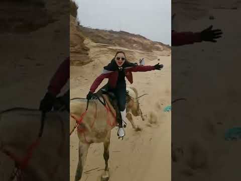 Ride horse with a good nature by girls and boys