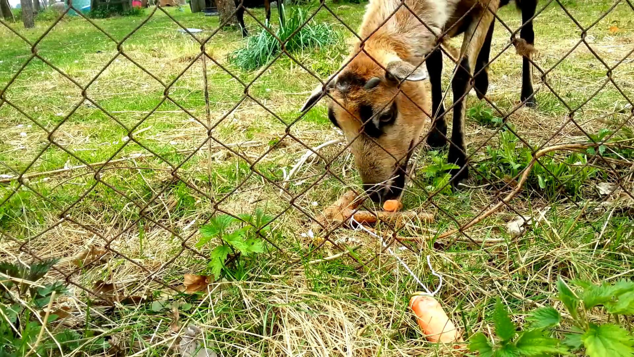 Wie intelligent sind Kamerunschafe? - kleiner Test ;) [Bitte den Untertitel aktivieren]