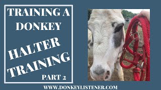 Donkey Training: How to get a donkey to trust you? {Halter Training Part 2} Setbacks in training