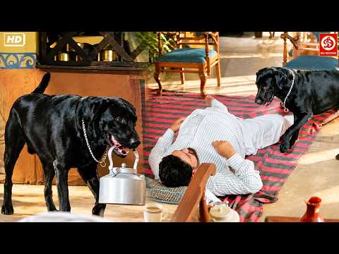 जरूर देखिए - वफादार कुत्ते ने अपने मालिक के लिए लाया सवेरे सवेरे चाय | इज़्ज़त मूवी की जबरदस्त सीन्स