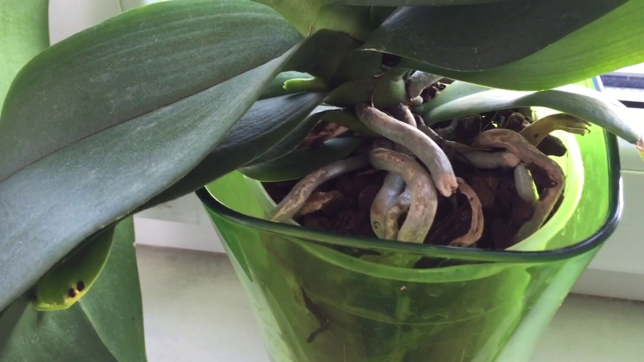 Орхидеи как отличить корень от цветоноса у орхидеи - фото