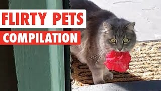 Flirty Pets Video Compilation 2016