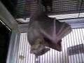 Fruit Bats Mating