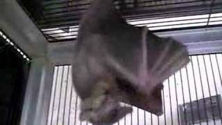 Fruit Bats Mating