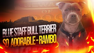 Blue Staffordshire Bull Terrier So Adorable - Rambo & Latte
