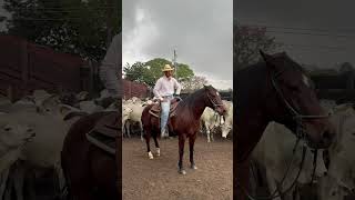 What is the best breed of horse for handling?
