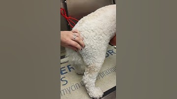 administering a IM injection in a dog