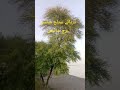 دریائے ستلج میلسی برج ہیڈ سائیفن میلسی     
