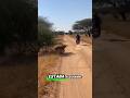 Leona persigue motocicleta #animals