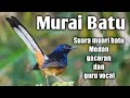 Murai Batu Medan Masteran Dan Guru Vokal Mp3 - Mp4 Download