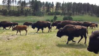 Bison On Wildlife Loop Road - Custer State Park