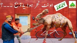 Camel ki Qurbani | Latif Abad Colony Sama Satta | Report D4 DATA STUDIO | 2024 | 3rd Eid ul Azha