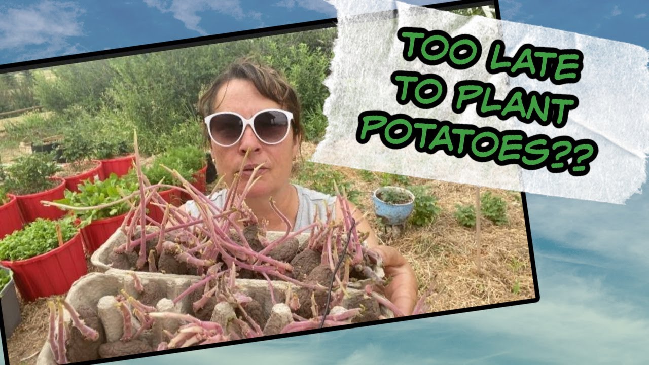 Too Late to Plant Potatoes? - I'm Trying It and Here's Why! - YouTube