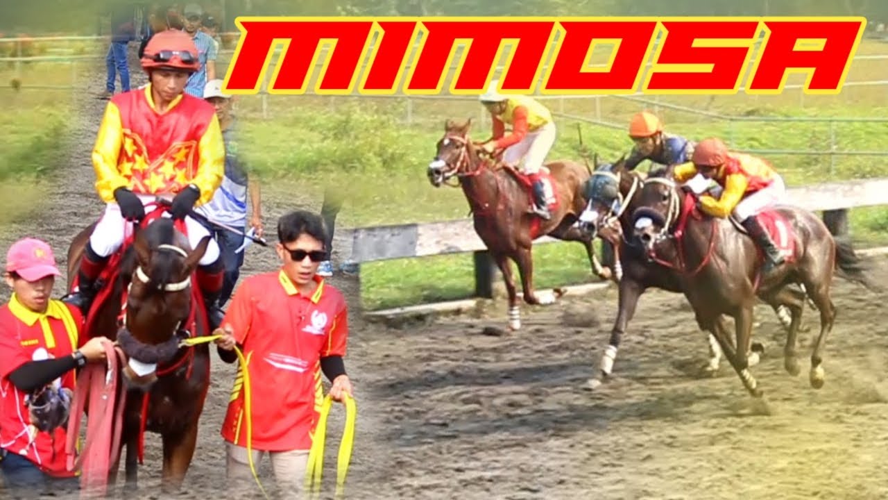 DARI POSISI 4 MIMOSA MENGGILA SALIP LAWANNYA | MIRANDA STABLE