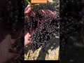Elderberry: a. powerhouse for your body #elderberry #naturalremedy #immunitybooster #herbal