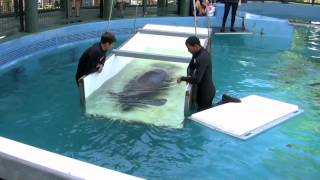 Manatee Shuffle - Cincinnati Zoo