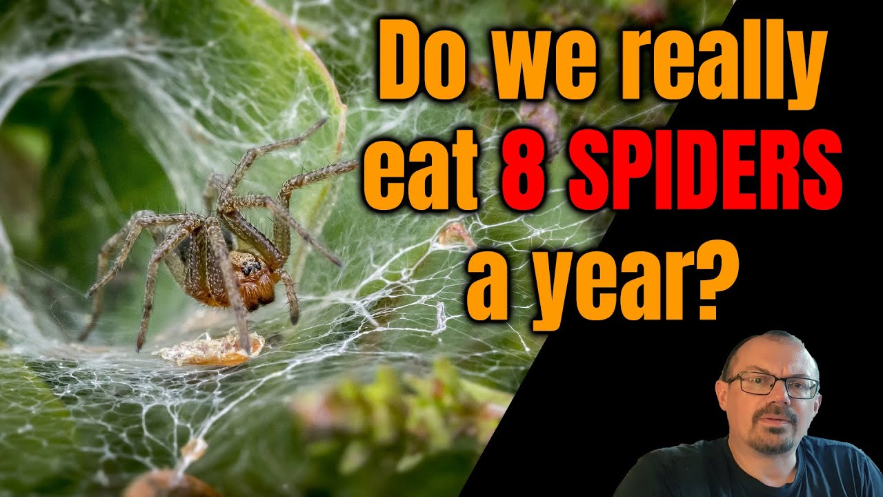 Fact or Fiction? People Swallow 8 Spiders a Year While They Sleep