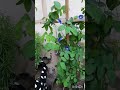 my  beautiful garden flower ||Aprajeeta flower #flower #mygardenview #flowergarden #aprajita #garden
