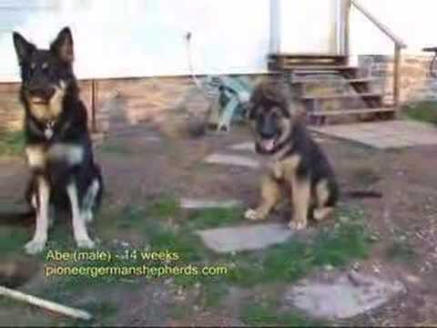 Long Coat German Shepherd Puppy German Shepherds Video Fanpop