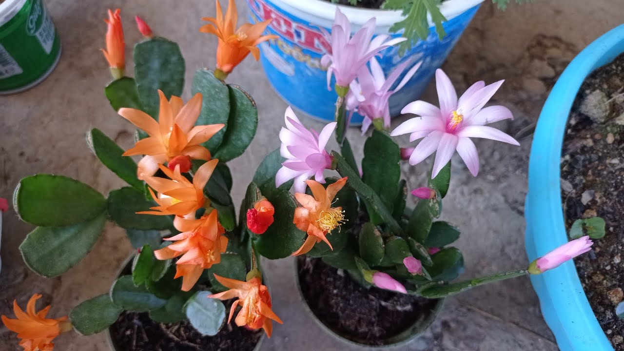 Bahçemdeki çiçek açmış çiçeklerim.yeni aldıklarım.Kendi hakımda sohbet