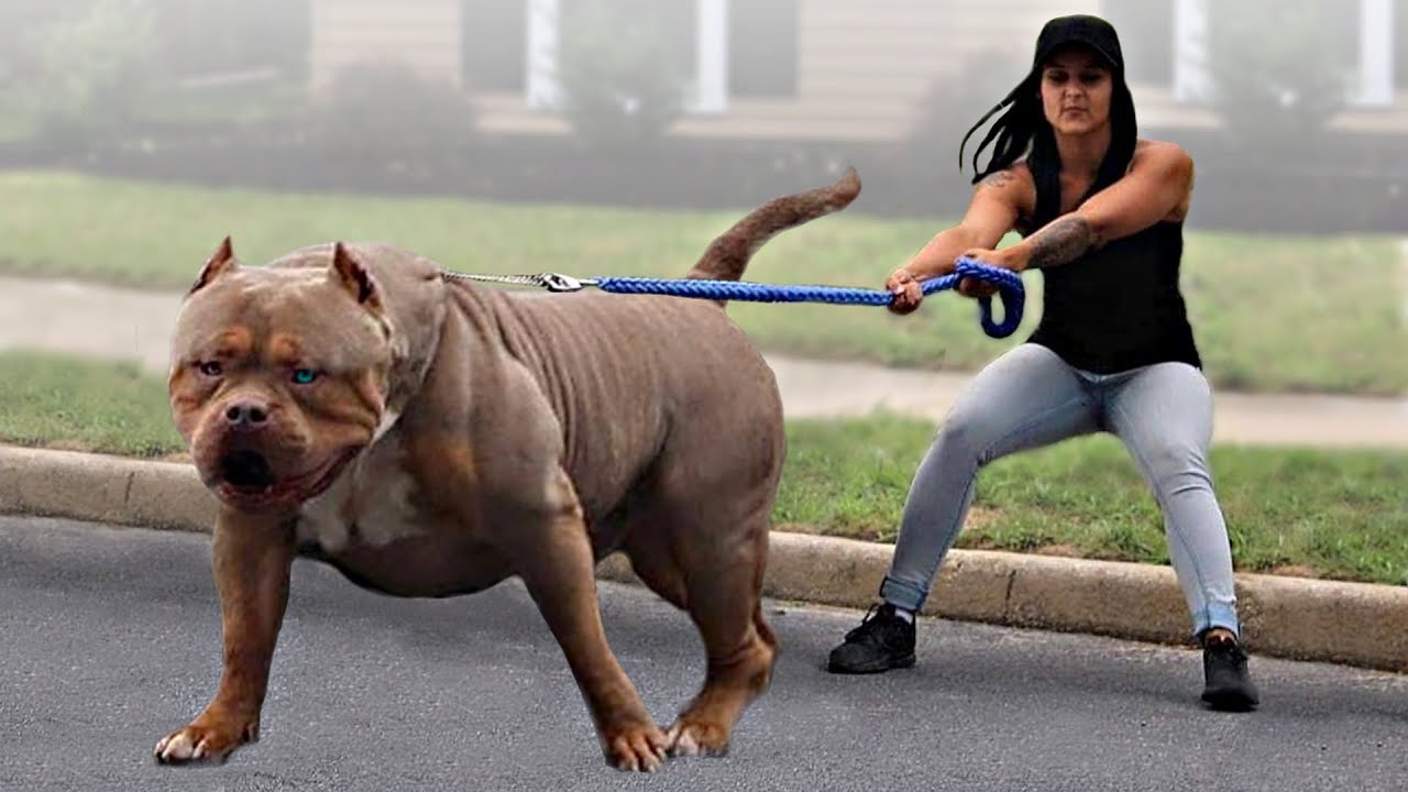 giant english bulldog