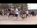 Exercising Healthy for Pets & Owners